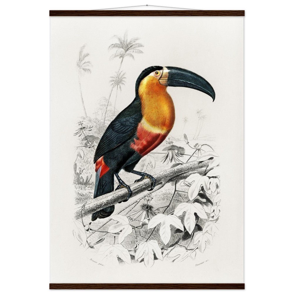 Toucan (Ramphastos) Classic Semi - Glossy Paper Poster with Hanger - Lyrea