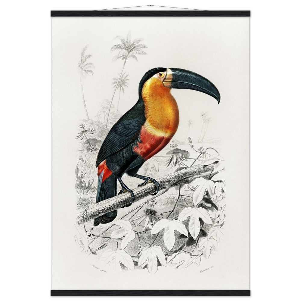 Toucan (Ramphastos) Classic Semi - Glossy Paper Poster with Hanger - Lyrea