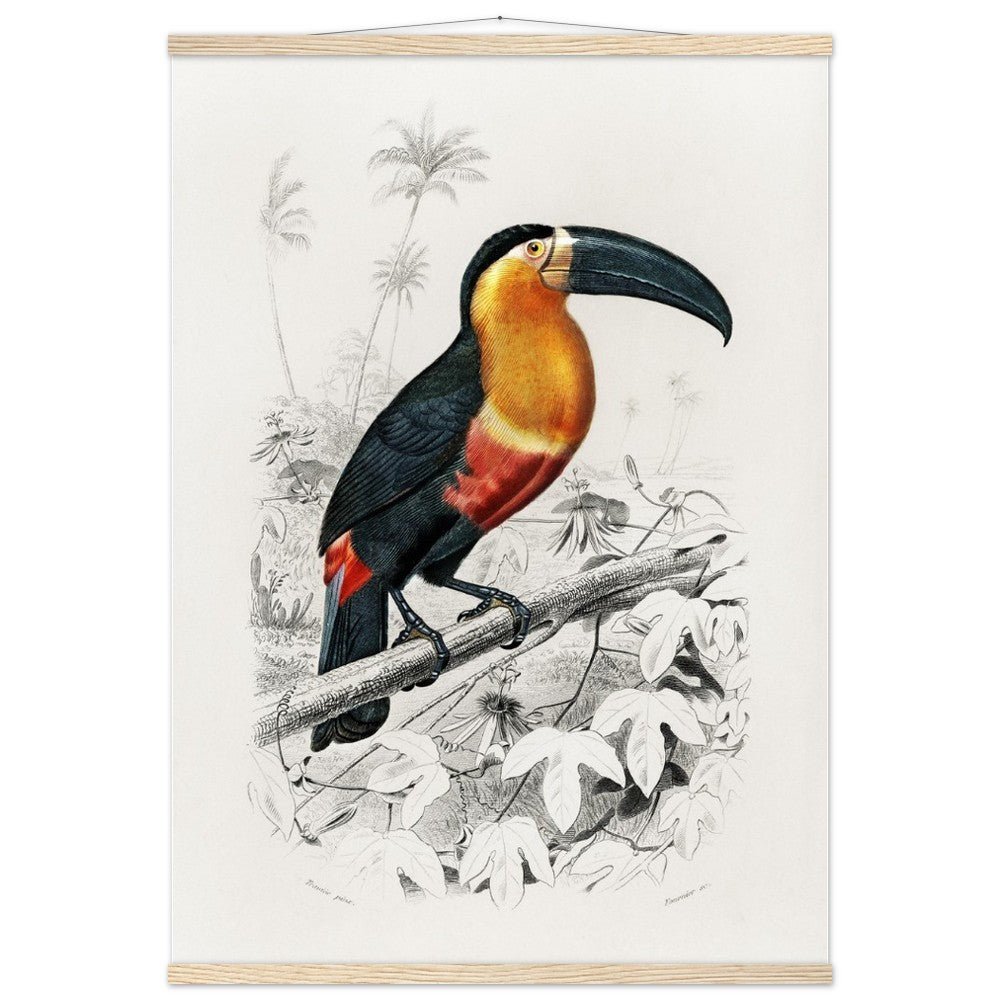 Toucan (Ramphastos) Classic Semi - Glossy Paper Poster with Hanger - Lyrea