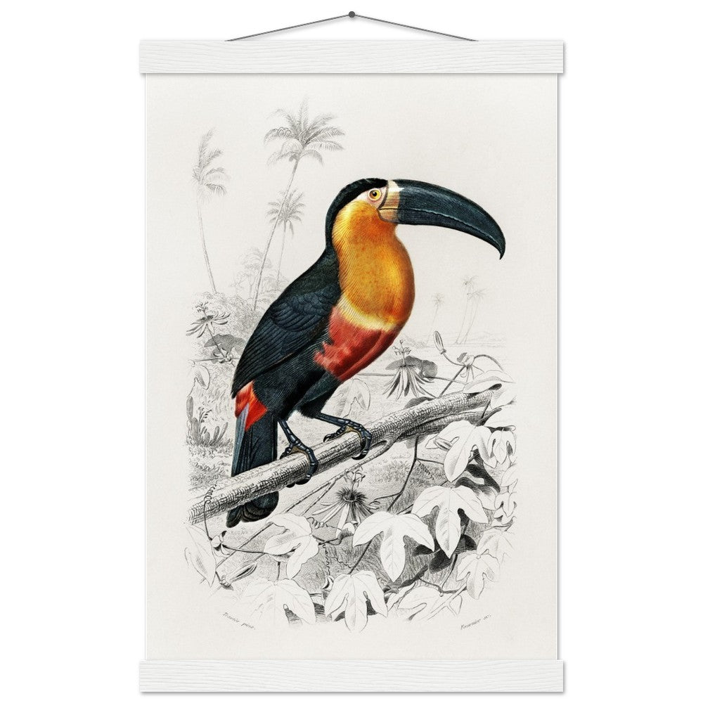 Toucan (Ramphastos) Classic Semi - Glossy Paper Poster with Hanger - Lyrea