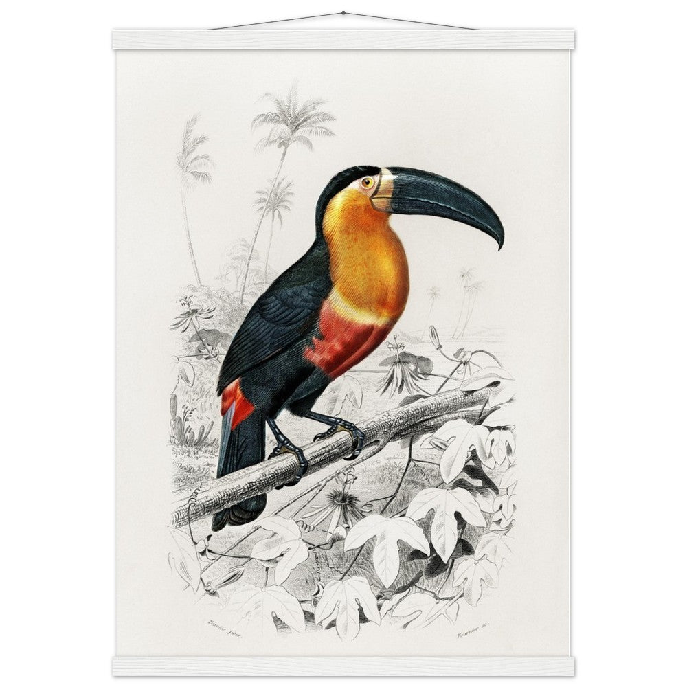 Toucan (Ramphastos) Classic Semi - Glossy Paper Poster with Hanger - Lyrea