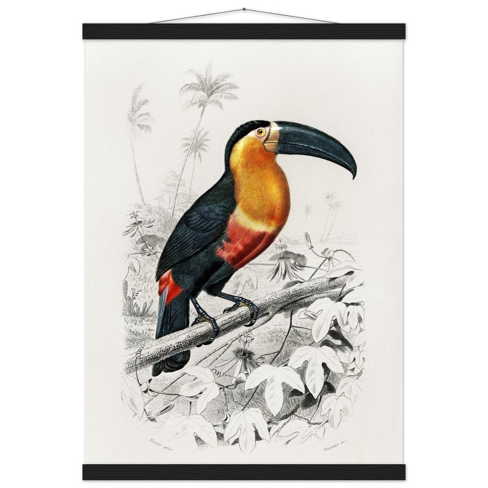 Toucan (Ramphastos) Classic Semi - Glossy Paper Poster with Hanger - Lyrea