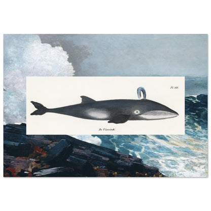 Whale (1824) & Northeaster (1895) - Lyrea