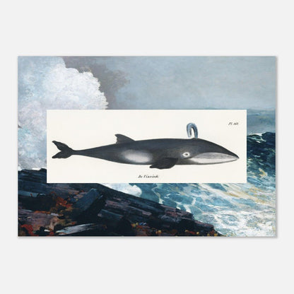 Whale (1824) & Northeaster (1895) - Lyrea
