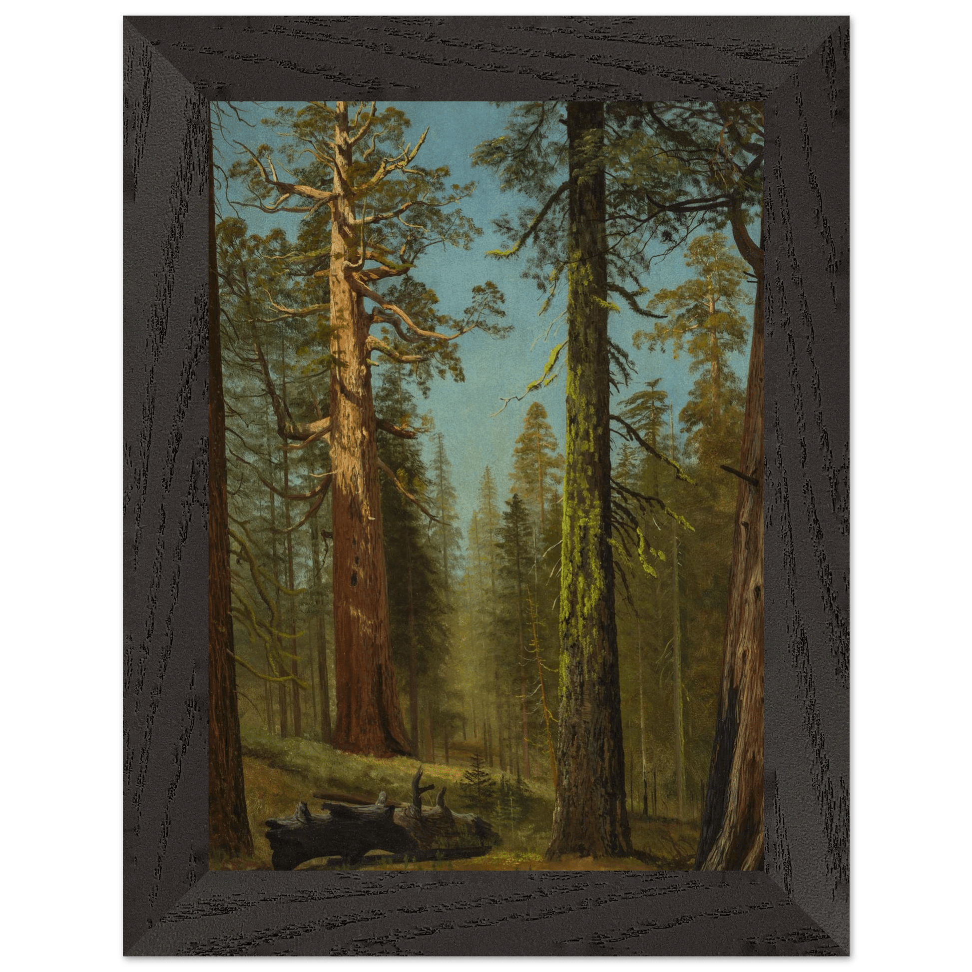 Wooden Framed Print | The Grizzly Giant Sequoia - Lyrea