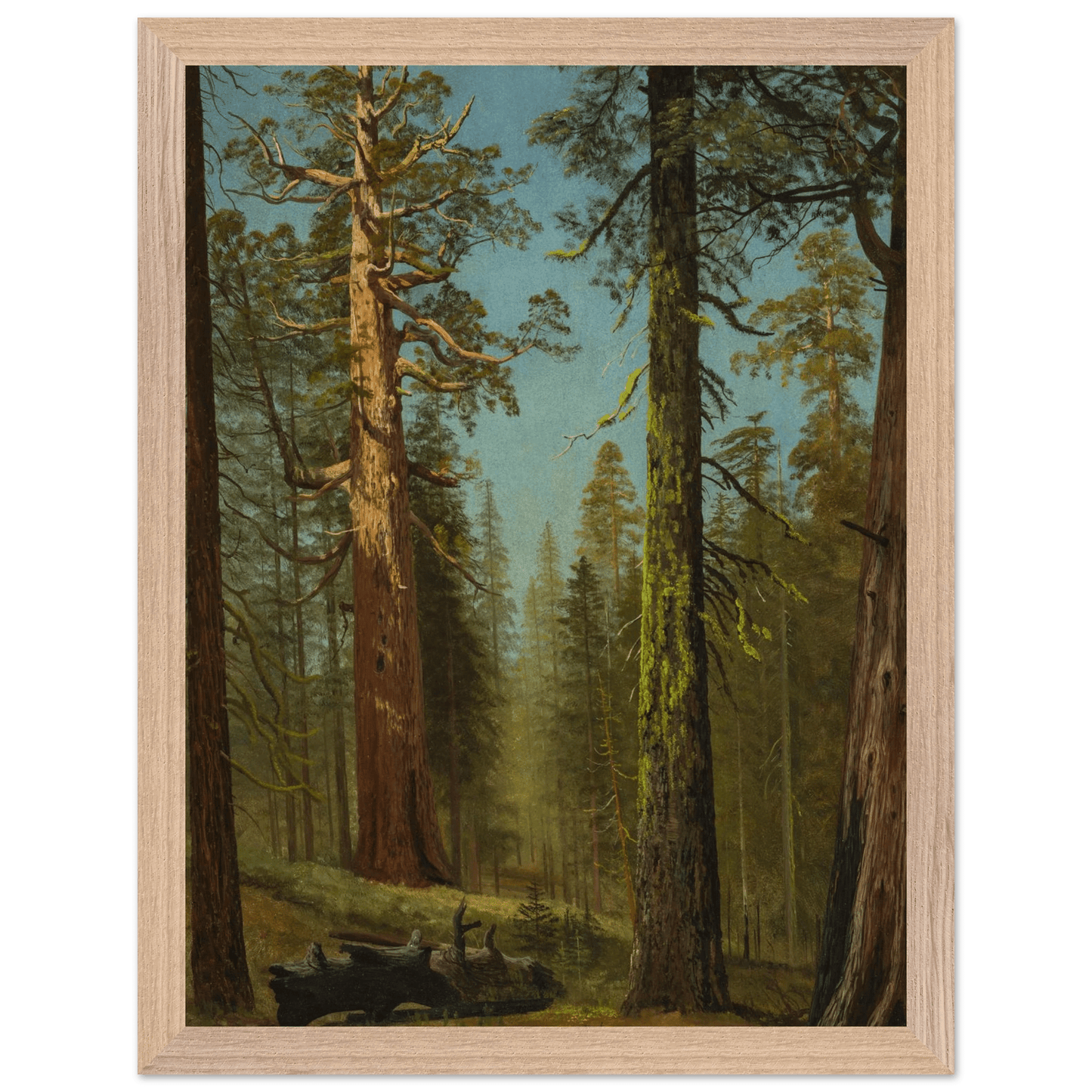 Wooden Framed Print | The Grizzly Giant Sequoia - Lyrea