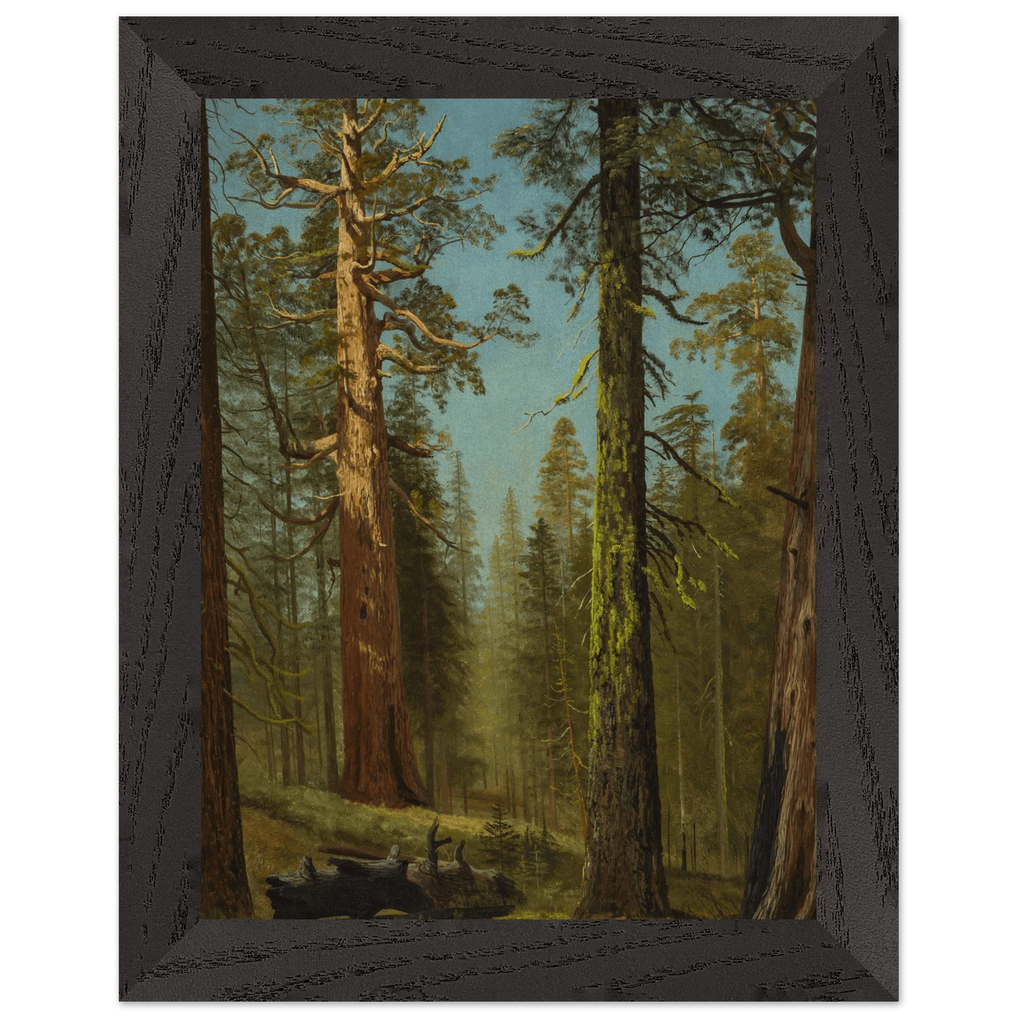 Wooden Framed Print | The Grizzly Giant Sequoia - Lyrea